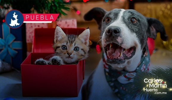 IBA invita a adoptar mascotas durante la temporada decembrina