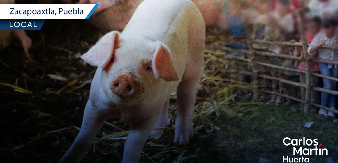IBA suspende “puerquito encebado” en Zacapoaxtla en defensa de los seres sintientes IBA suspende “puerquito encebado” en Zacapoaxtla en defensa de los seres sintientes