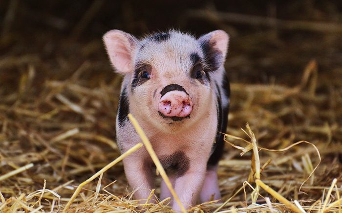 IBA suspende “puerquito encebado” en Zacapoaxtla en defensa de los seres sintientes 1 IBA suspende “puerquito encebado” en Zacapoaxtla en defensa de los seres sintientes