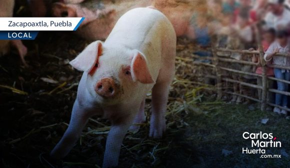 IBA suspende “puerquito encebado” en Zacapoaxtla en defensa de los seres sintientes IBA suspende “puerquito encebado” en Zacapoaxtla en defensa de los seres sintientes