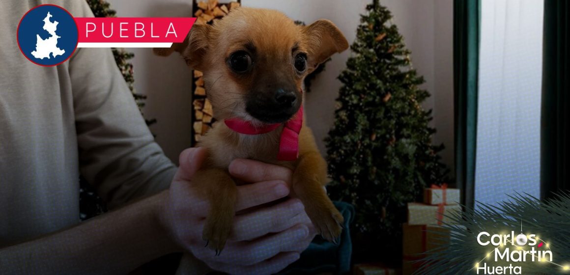 Portada Invitan a poblanos a adoptar mascotas en Navidad; más de 600 animales buscan hogar en Puebla CMH Invitan a poblanos a adoptar mascotas en Navidad; más de 600 animales buscan hogar en Puebla