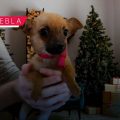 Invitan a poblanos a adoptar mascotas en Navidad; más de 600 animales buscan hogar en Puebla