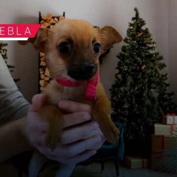 Portada Invitan a poblanos a adoptar mascotas en Navidad; más de 600 animales buscan hogar en Puebla CMH Invitan a poblanos a adoptar mascotas en Navidad; más de 600 animales buscan hogar en Puebla