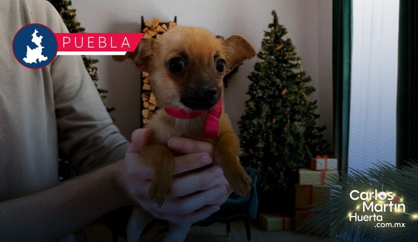 Invitan a poblanos a adoptar mascotas en Navidad; más de 600 animales buscan hogar en Puebla