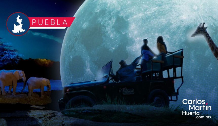 Moon Safari: Conoce la nueva experiencia nocturna de Africam Safari