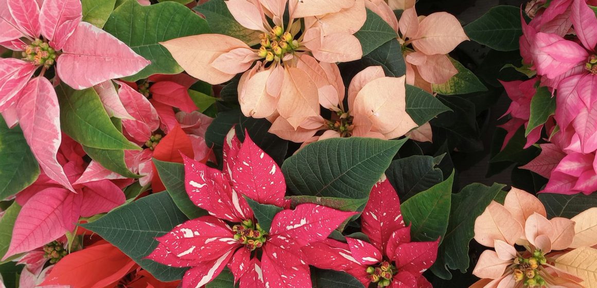 ¿Tu Nochebuena siempre se muere? Consejos para que dure todo el año