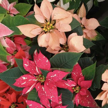 NOCHEBUENA (2) ¿Tu Nochebuena siempre se muere? Consejos para que dure todo el año