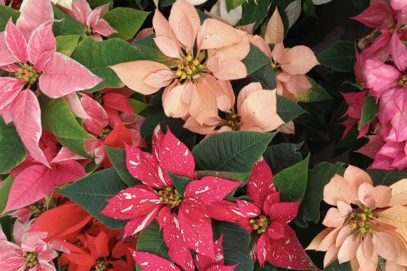 ¿Tu Nochebuena siempre se muere? Consejos para que dure todo el año