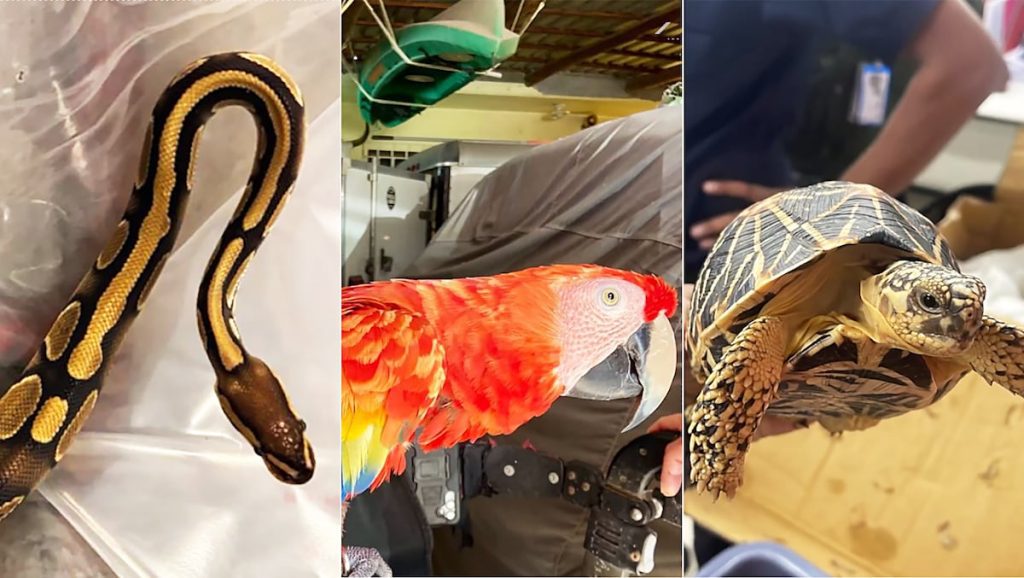 Operación Trueno rescata 30 mil animales del tráfico ilegal