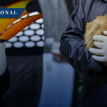 Operación Trueno rescata a 30 mil animales del tráfico ilegal