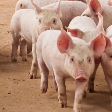 Peste porcina africana en la UE: miles de cerdos sacrificados y pérdidas millonarias