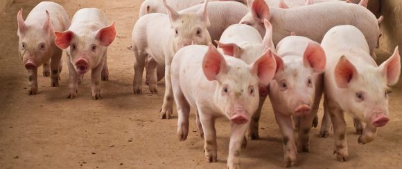 Peste porcina africana en la UE: miles de cerdos sacrificados y pérdidas millonarias