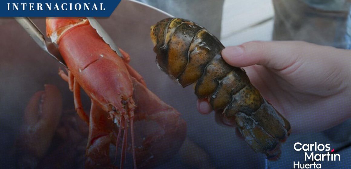 Reino Unido prohibirá hervir langostas y otros mariscos vivos