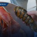 Reino Unido prohibirá hervir langostas y otros mariscos vivos