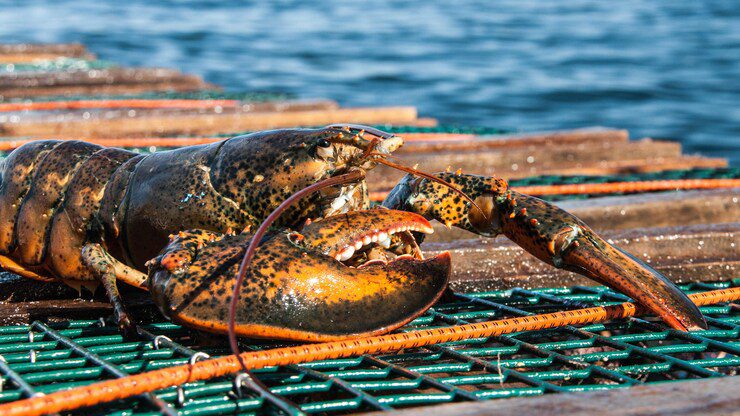 Reino Unido prohibira hervir langostas y otros mariscos vivos 3