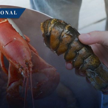 Reino Unido prohibirá hervir langostas y otros mariscos vivos