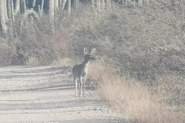 Reportan avistamiento de venados cola blanca en Zapotitlán 1 Reportan avistamiento de venados cola blanca en Zapotitlán