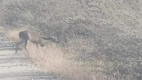 Reportan avistamiento de venados cola blanca en Zapotitlán 2 Reportan avistamiento de venados cola blanca en Zapotitlan 3