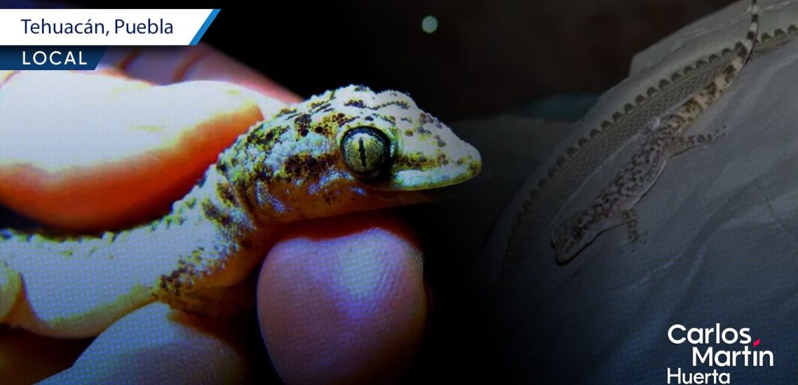 Salamanquesa Descubren nueva especie de lagartija en la Reserva Tehuacán-Cuicatlán Salamanquesa: Descubren nueva especie de lagartija en la Reserva Tehuacán-Cuicatlán