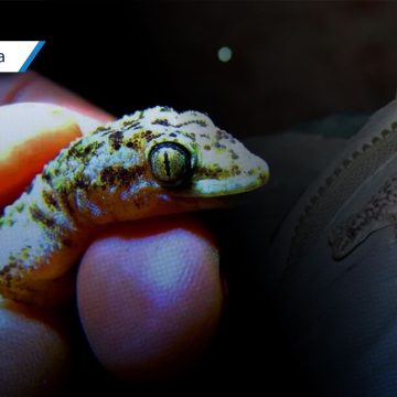 Salamanquesa Descubren nueva especie de lagartija en la Reserva Tehuacán-Cuicatlán Salamanquesa: Descubren nueva especie de lagartija en la Reserva Tehuacán-Cuicatlán