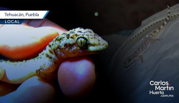 Salamanquesa: Descubren nueva especie de lagartija en la Reserva Tehuacán-Cuicatlán