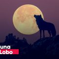Superluna de Lobo 2026: ¿Cuándo se podrá ver este fenómeno astronómico?