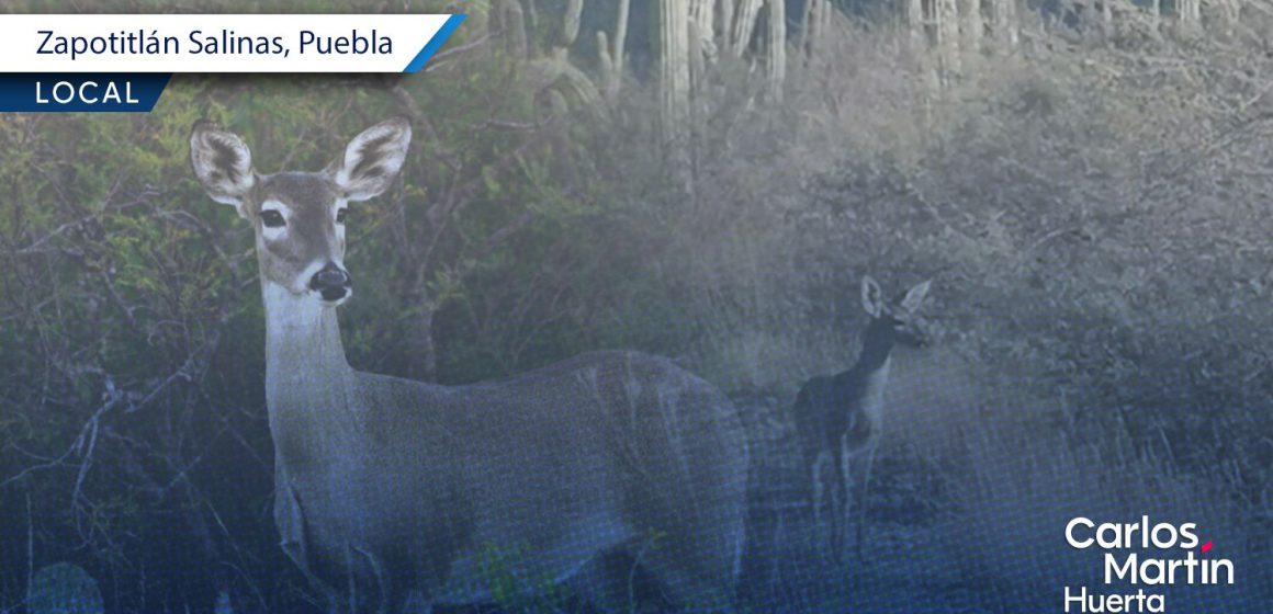Venados cola blanca Zapotitlán Reportan avistamiento de venados cola blanca en Zapotitlán