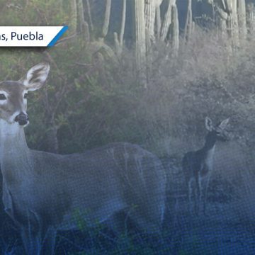 Venados cola blanca Zapotitlán Reportan avistamiento de venados cola blanca en Zapotitlán