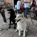 Continúan impulsando servicios veterinarios gratuitos en Atlixco