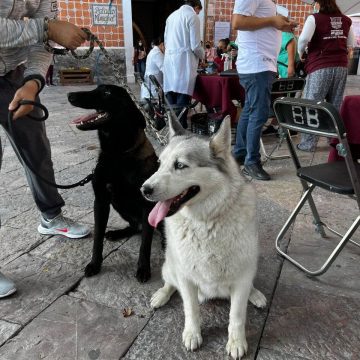 WhatsApp Image 2025-12-08 at 5.46.11 PM (2) Continúan impulsando servicios veterinarios gratuitos en Atlixco