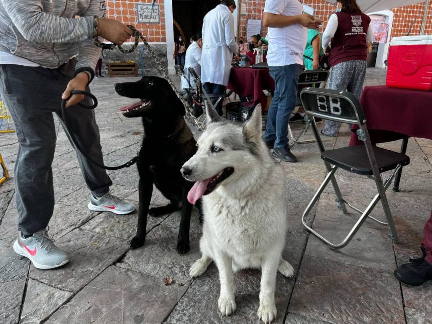 Continúan impulsando servicios veterinarios gratuitos en Atlixco