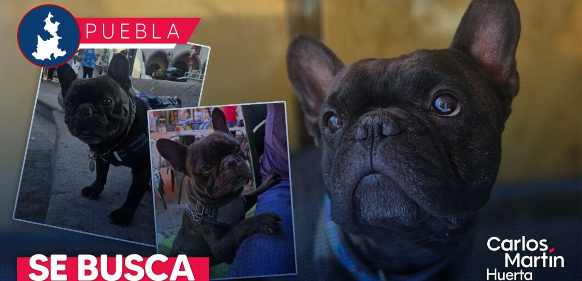 WhatsApp Image 2025-12-17 at 12.45.13 PM ¡Ayuda a Goliat! Roban perrito en Airbnb de Cholula a turistas