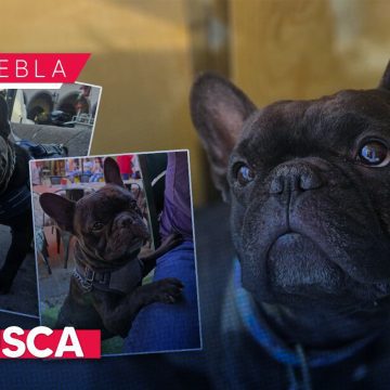 WhatsApp Image 2025-12-17 at 12.45.13 PM ¡Ayuda a Goliat! Roban perrito en Airbnb de Cholula a turistas