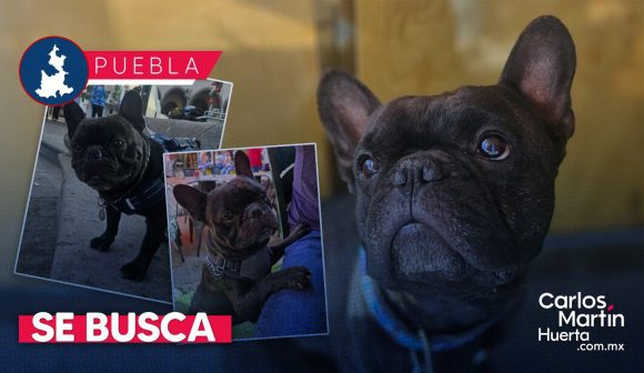 ¡Ayuda a Goliat! Roban perrito en Airbnb de Cholula a turistas