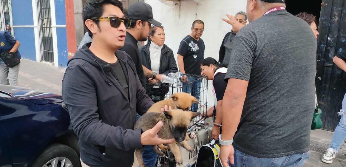 Inicia Gobierno de la Ciudad campaña para inhibir la venta de animales en vía pública
