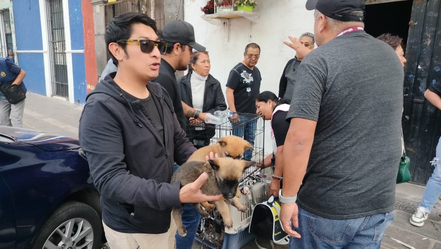 Inicia Gobierno de la Ciudad campaña para inhibir la venta de animales en vía pública