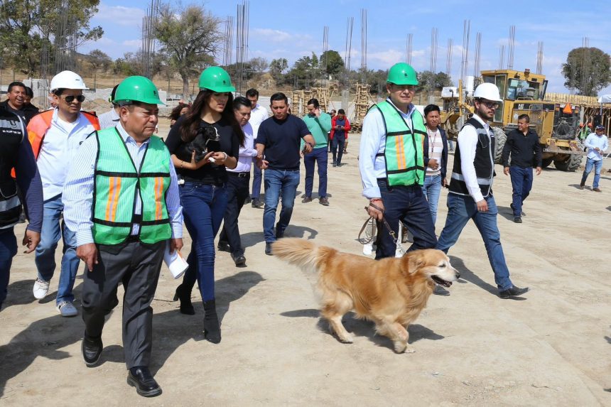 Armenta: “Un ser sintiente jamás debe Tratarse como producto”; Pide no comprar mascotas