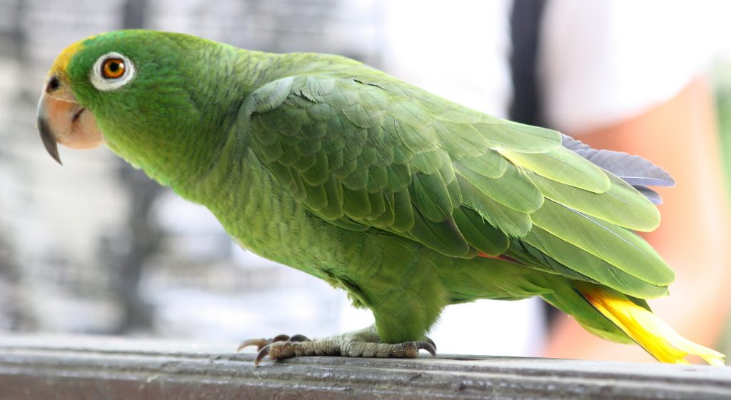 El Kili, perico pecho sucio, ave emblemática de Campeche, en peligro