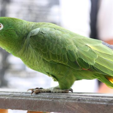 El Kili, perico pecho sucio, ave emblemática de Campeche, en peligro