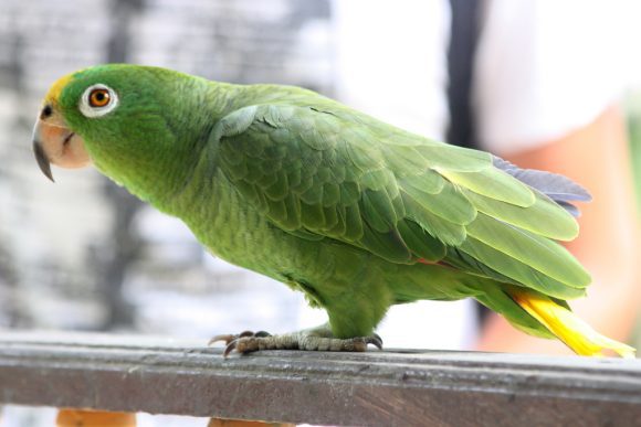 El Kili, perico pecho sucio, ave emblemática de Campeche, en peligro