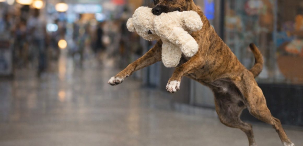 Del centro comercial a un hogar: el perrito ladrón más tierno ya tiene familia