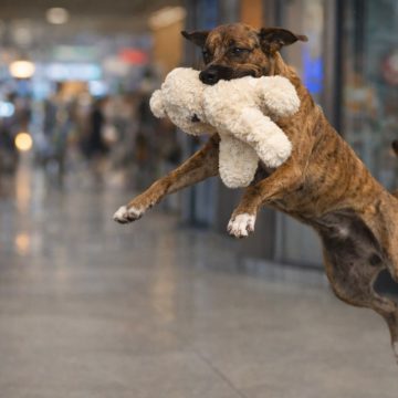 Del centro comercial a un hogar: el perrito ladrón más tierno ya tiene familia
