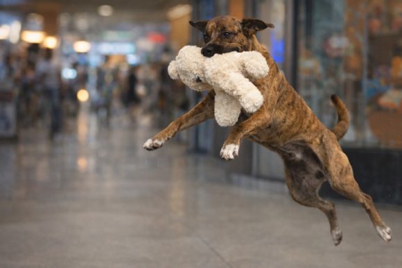 Del centro comercial a un hogar: el perrito ladrón más tierno ya tiene familia