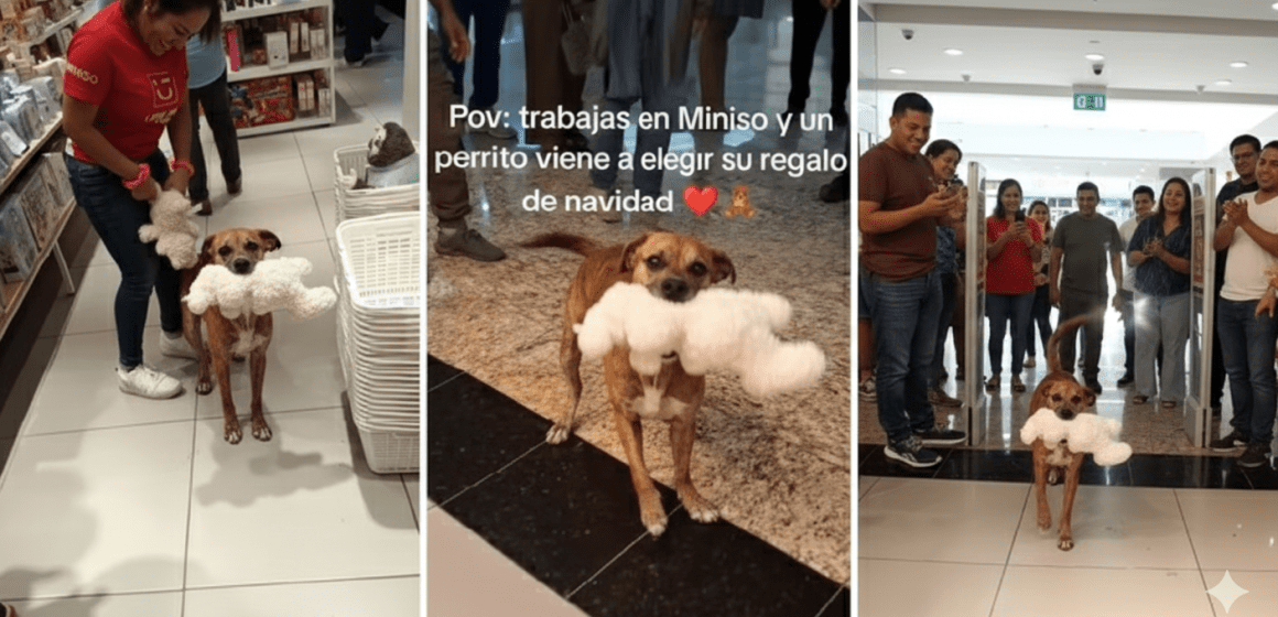 La coperacha navideña más tierna: Clientes compran peluche a un lomito callejero