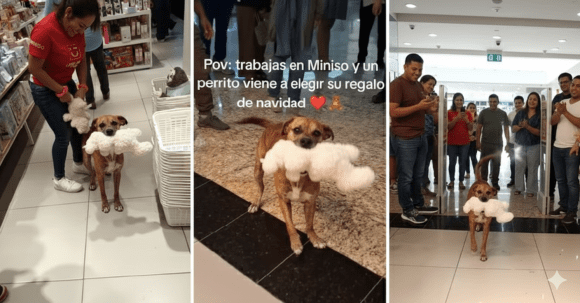 La coperacha navideña más tierna: Clientes compran peluche a un lomito callejero