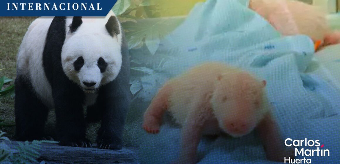 ¡Histórico! Nace el primer oso panda gigante en Indonesia