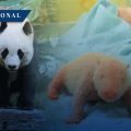 ¡Histórico! Nace el primer oso panda gigante en Indonesia