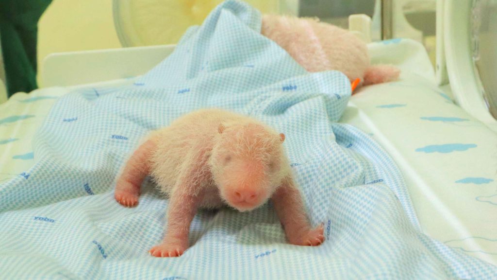 ¡Histórico! Nace el primer oso panda gigante en Indonesia