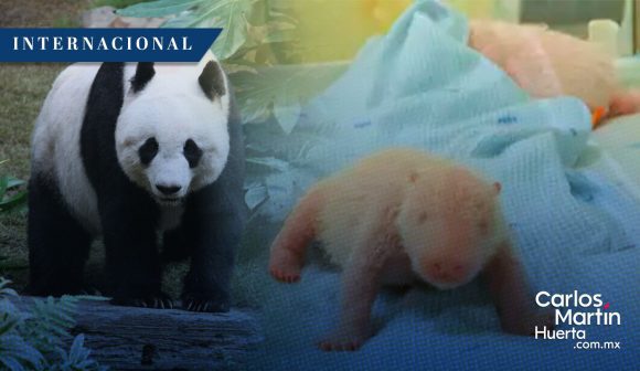 ¡Histórico! Nace el primer oso panda gigante en Indonesia