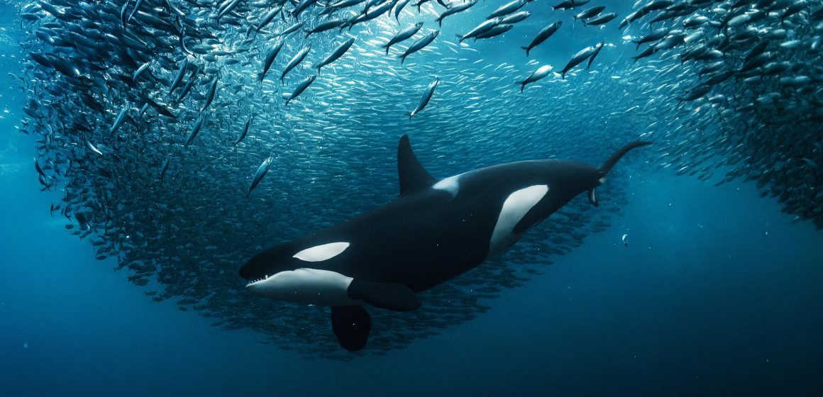 Entra en vigor acuerdo de la ONU para proteger la biodiversidad marina en aguas internacionales